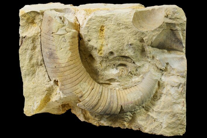 Ordovician Oncoceratid (Richardsonoceras) Fossil - Wisconsin #162961